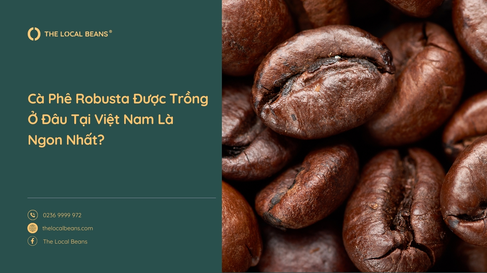 Cà Phê Robusta Được Trồng Ở Đâu Tại Việt Nam Là Ngon Nhất?