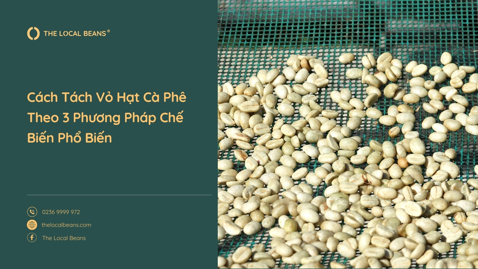 các hạt cà phê đã được cách tách vỏ hạt cà phê