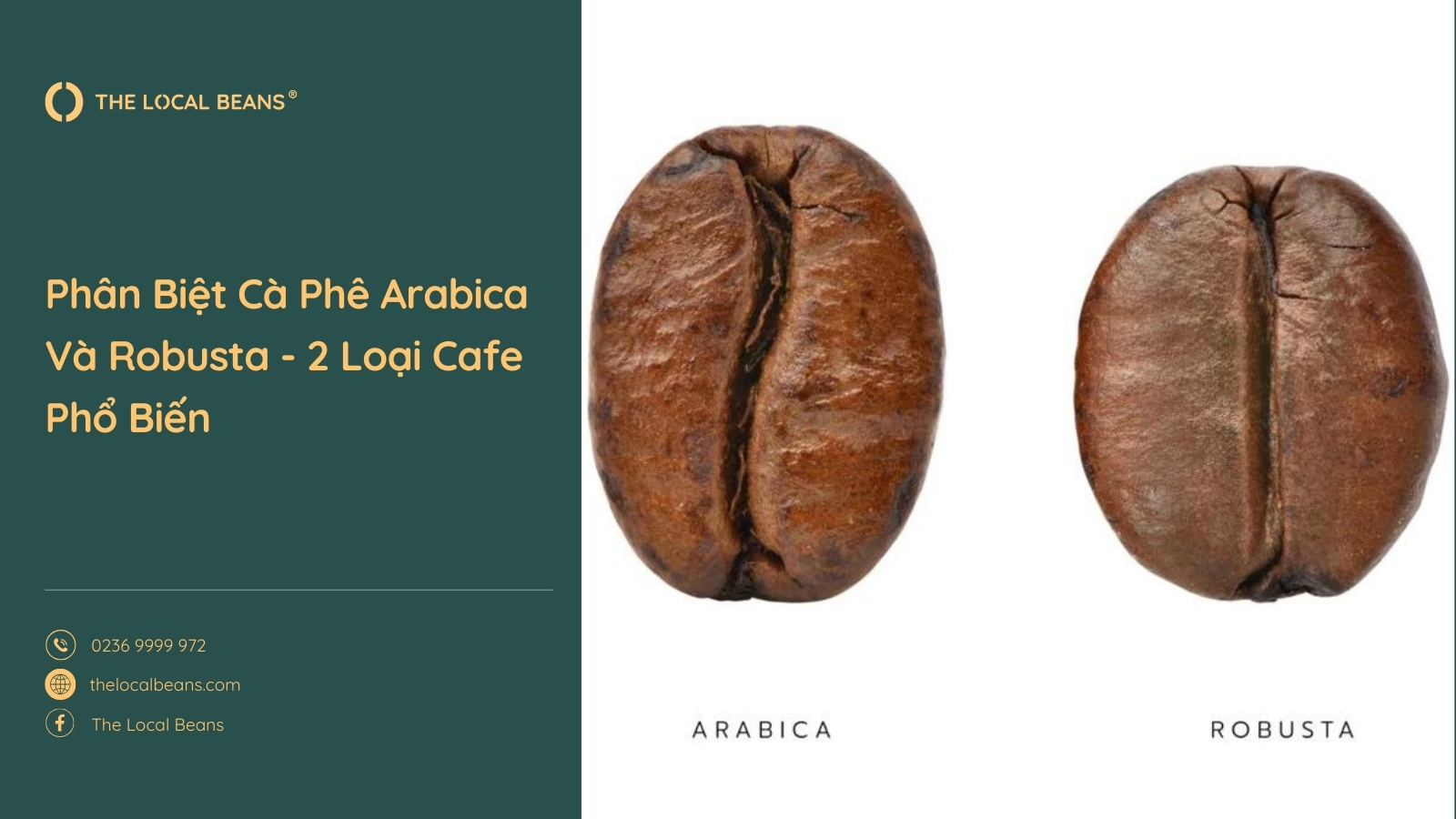 Phân Biệt Cà Phê Arabica Và Robusta – 2 Loại Cafe Phổ Biến